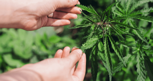 Marijuana plant metabolism