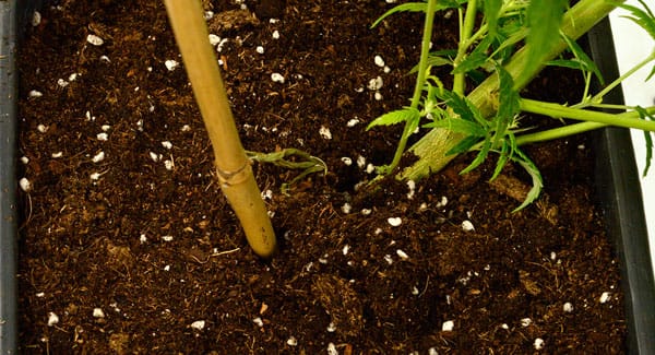 Using bamboo stick to support marijuana plant
