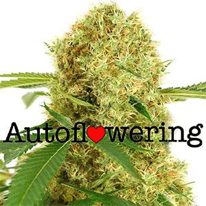 white widow autoflowering marijuana seeds