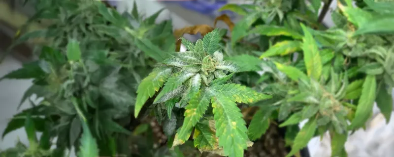 Powdery Mildew on a cannabis plant