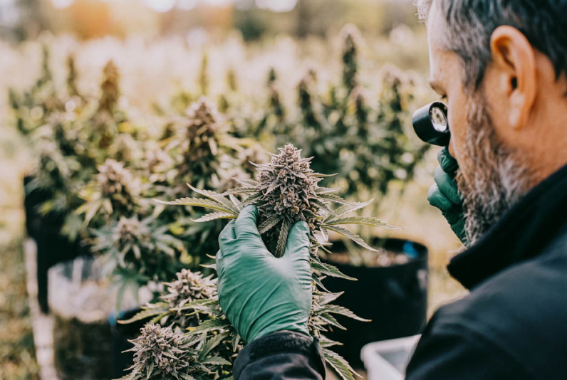 Someone gently inspecting cannabis leaves with a magnifying glass, checking the plant up close for tiny details like pests, trichomes, or leaf damage.