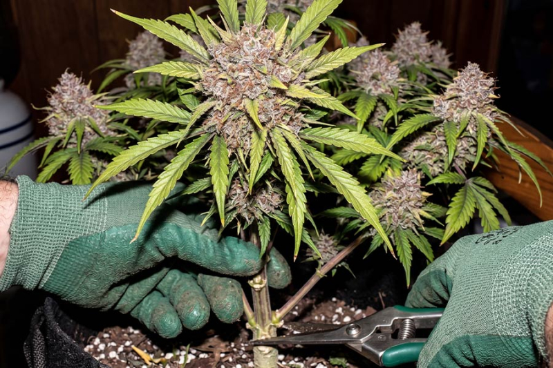 Cannabis branch being carefully trimmed with scissors, showing fresh green leaves and a steady hand making a clean cut.