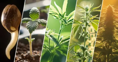 A diagram depicting the various stages of a cannabis plant's life cycle, including germination, seedling, vegetative, flowering, and harvesting stages. Each phase is clearly labeled, showing plant growth and development.