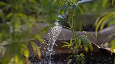 Watering cannabis plants using a hose