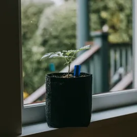 A small plant in a black pot sits on a windowsill, with blurred greenery visible outside.