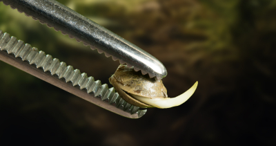 Close-up of a cannabis seedling with a visible taproot being held by tweezers, indicating it's ready for transplanting into soil or growing medium.