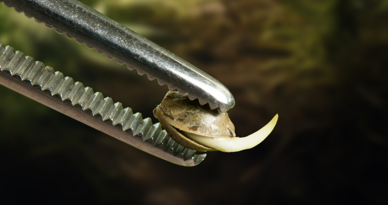 Close-up of a cannabis seedling with a visible taproot being held by tweezers, indicating it's ready for transplanting into soil or growing medium.
