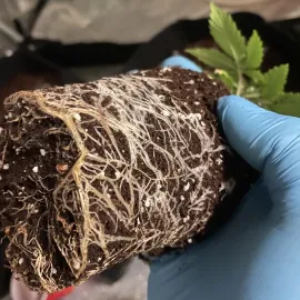 Rootbound plant