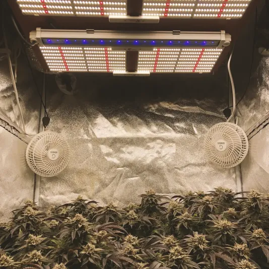 Indoor grow setup with LED lights, two fans, and mature cannabis plants with dense buds and purple-tinged leaves.