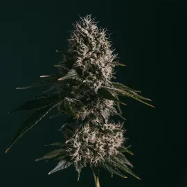 Close-up of a cannabis bud with dense, frosty trichomes and dark green leaves against a dark background.