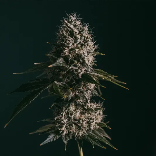 Close-up of a cannabis bud with dense, frosty trichomes and dark green leaves against a dark background.