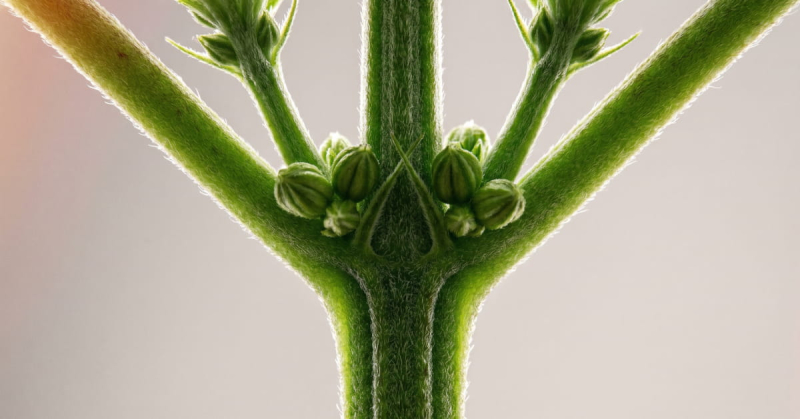A young cannabis plant starting to show early male signs, with pollen sacs forming around the nodes.