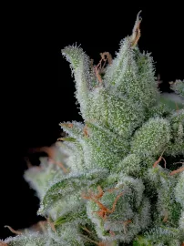 Happy Valley genetics header Breeder profile