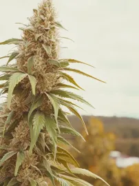 Cannabis plant in New England countryside
