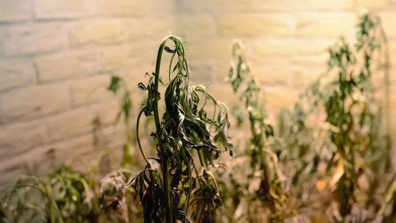 Dry underwatered cannabis plant, beyond repair