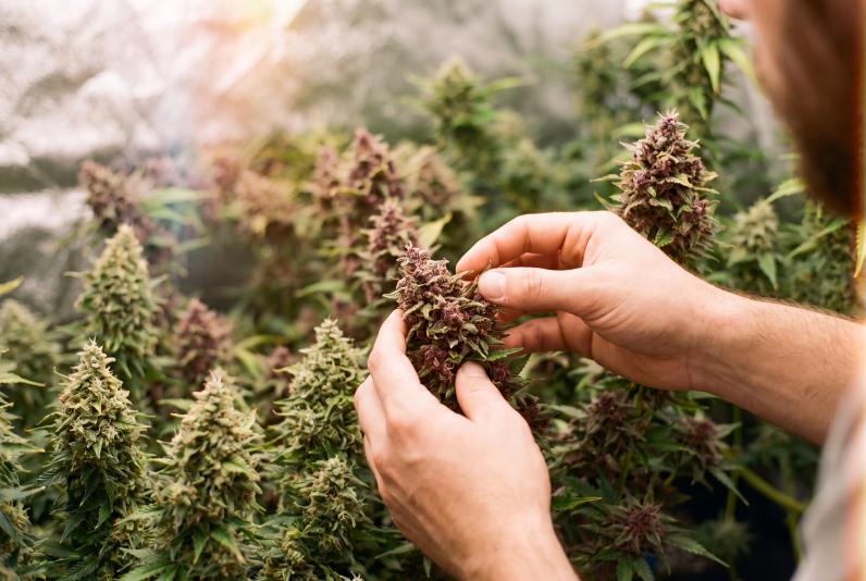 Hands gently holding healthy cannabis leaves inside a grow tent, showing fresh green growth under soft grow lights.