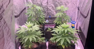 The interior of a compact grow tent with a few cannabis plants, supported by artificial lighting and proper airflow for a thriving indoor grow setup.