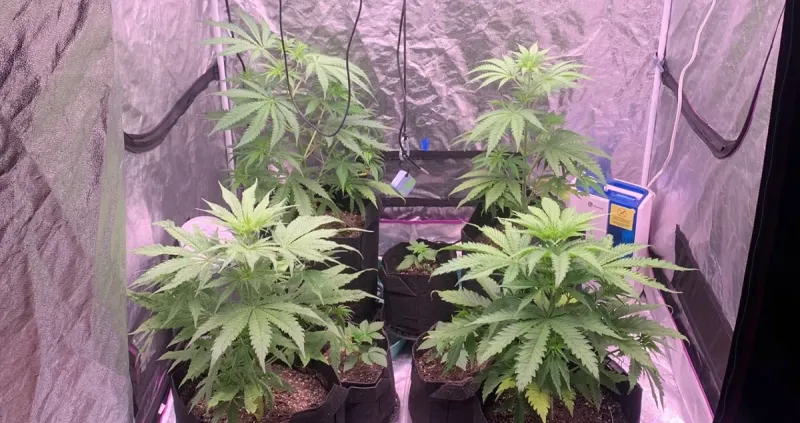 The interior of a compact grow tent with a few cannabis plants, supported by artificial lighting and proper airflow for a thriving indoor grow setup.