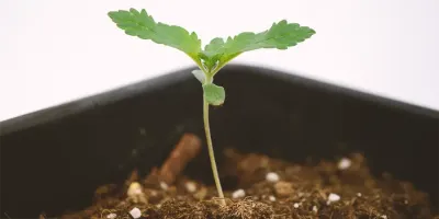 A small cannabis seedling in its first week, with its cotyledon leaves visible and signs of early growth.