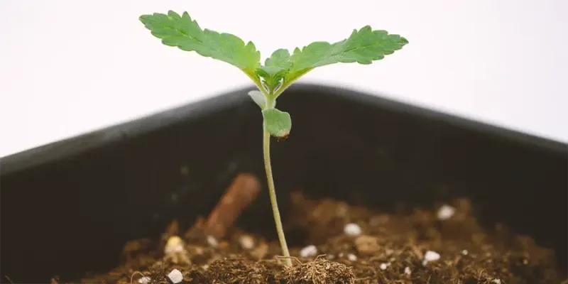 A small cannabis seedling in its first week, with its cotyledon leaves visible and signs of early growth.