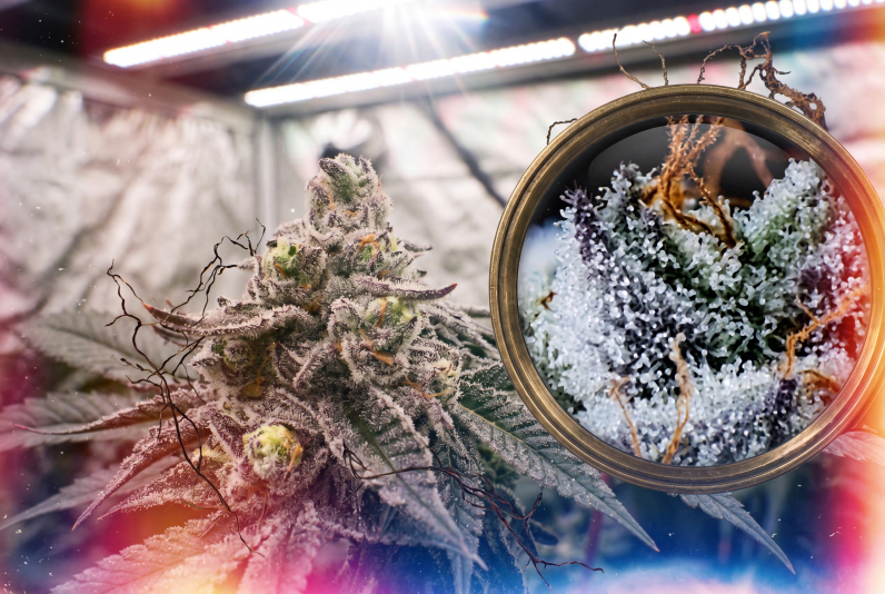 An  close-up view of cannabis trichomes seen through a magnifying glass