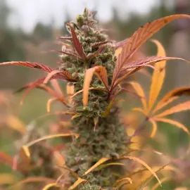 Close-up of a cannabis plant with dense buds and leaves turning shades of orange and yellow, set against a blurred natural background.