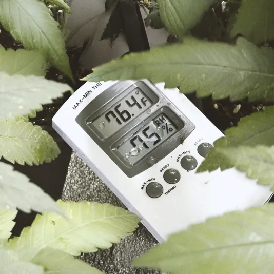 Digital thermometer and hygrometer displaying 76.4°F and 65% humidity, surrounded by green leaves.