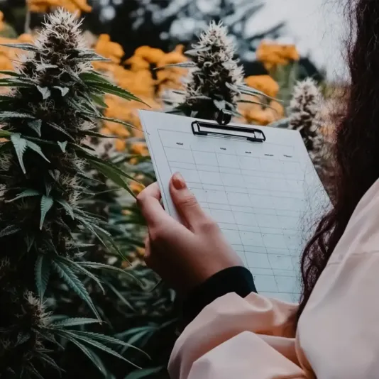 Person holding a clipboard, observing flowering plants in a garden with yellow blooms.