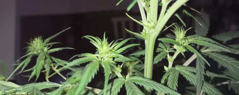 Hermied plant with male and female parts