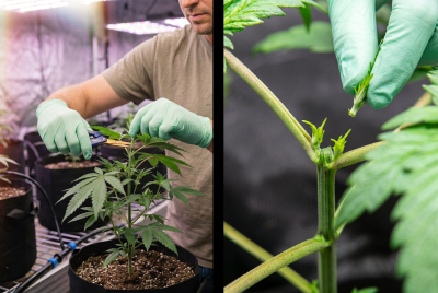 Side-by-side cannabis plants showing how much of the top is removed.
