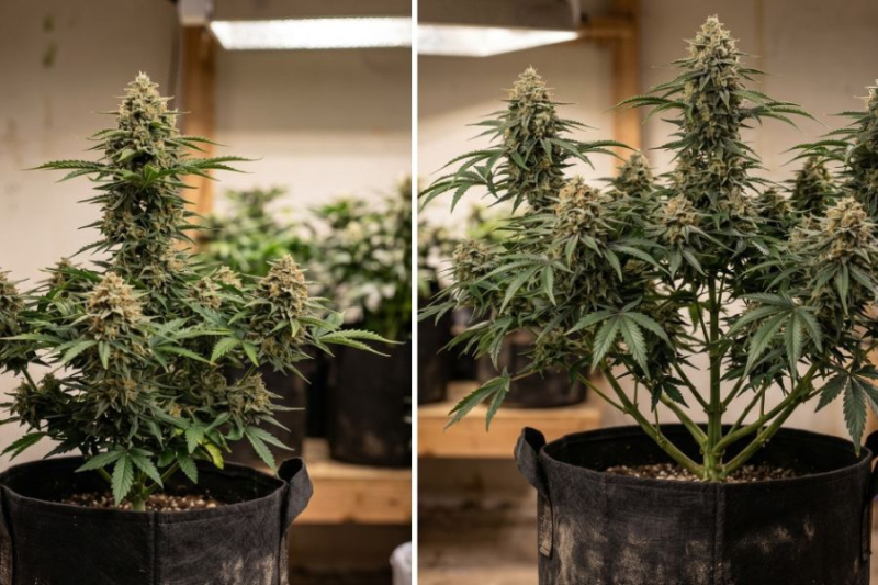 Side by side of feminized and autoflower cannabis plants