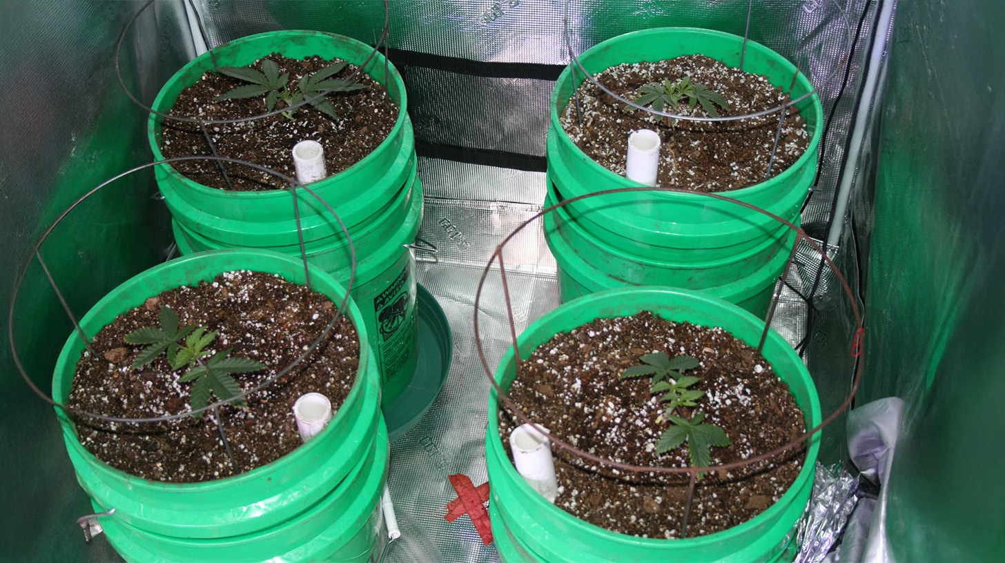 A close-up of Hempy Buckets, a hydroponic growing system for cannabis plants, consisting of buckets with a drainage hole at the bottom and filled with a growing medium like perlite. The system allows for efficient water management and root development.