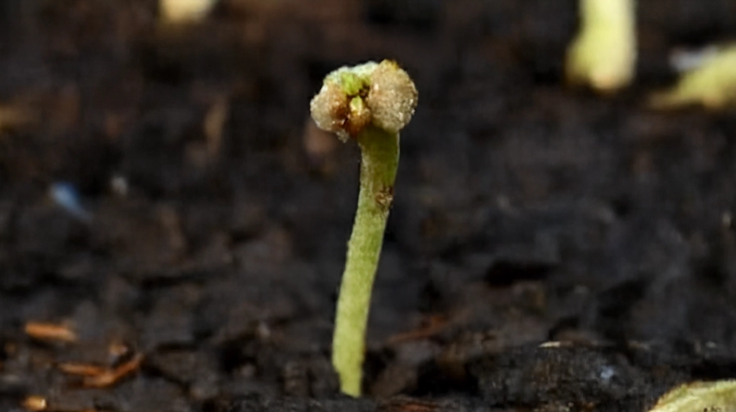 Close-up of a young cannabis seedling with its seed shell attached, showing the early development of the plant's leaves and stem.