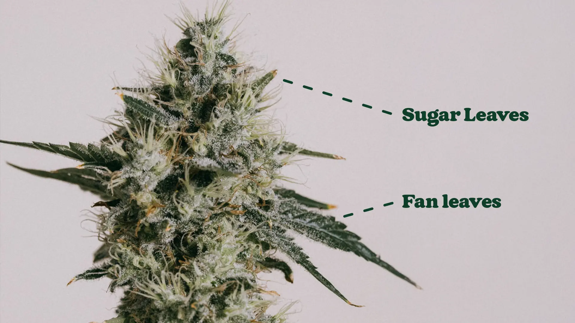 Close-up of a cannabis plant showing labeled sugar leaves and fan leaves, highlighting their distinct textures and positions.