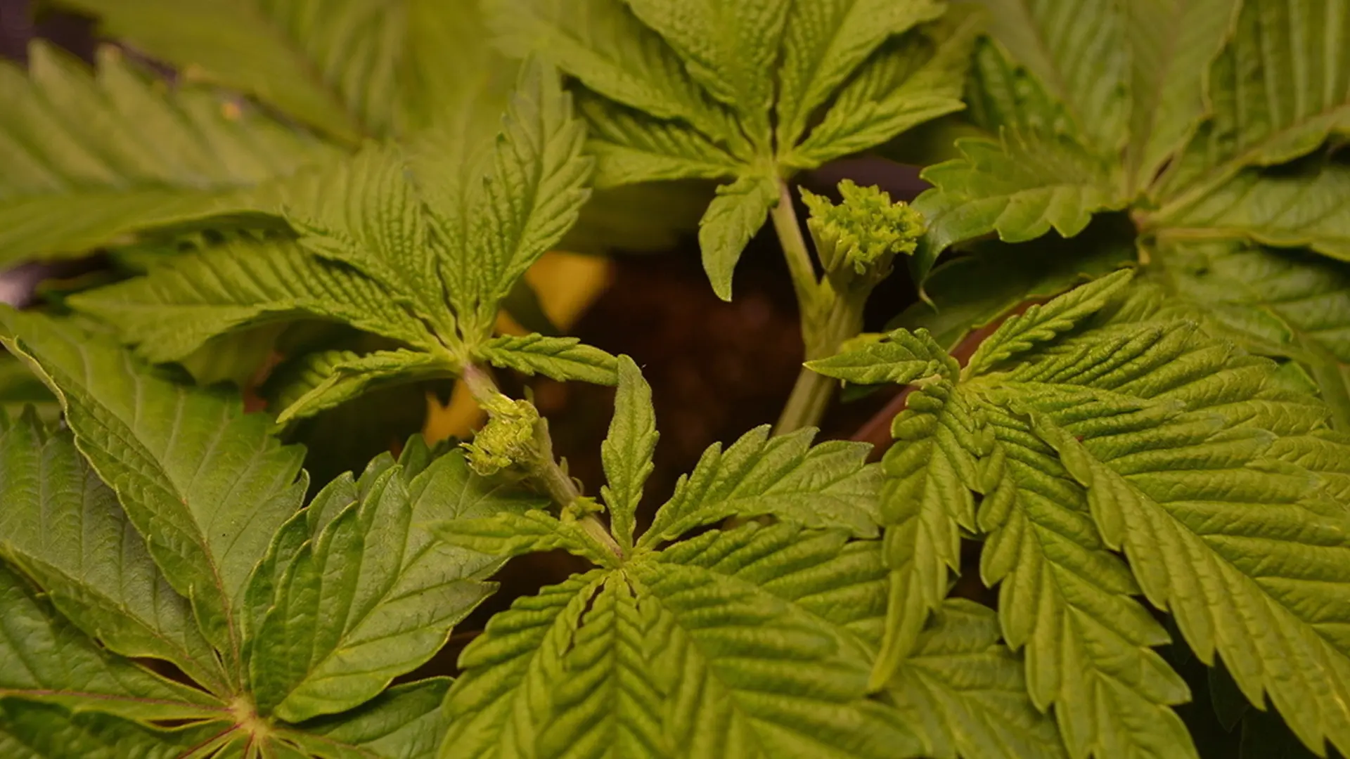 Close-up of vibrant green cannabis leaves with serrated edges, showing new growth in the center against a dark background.