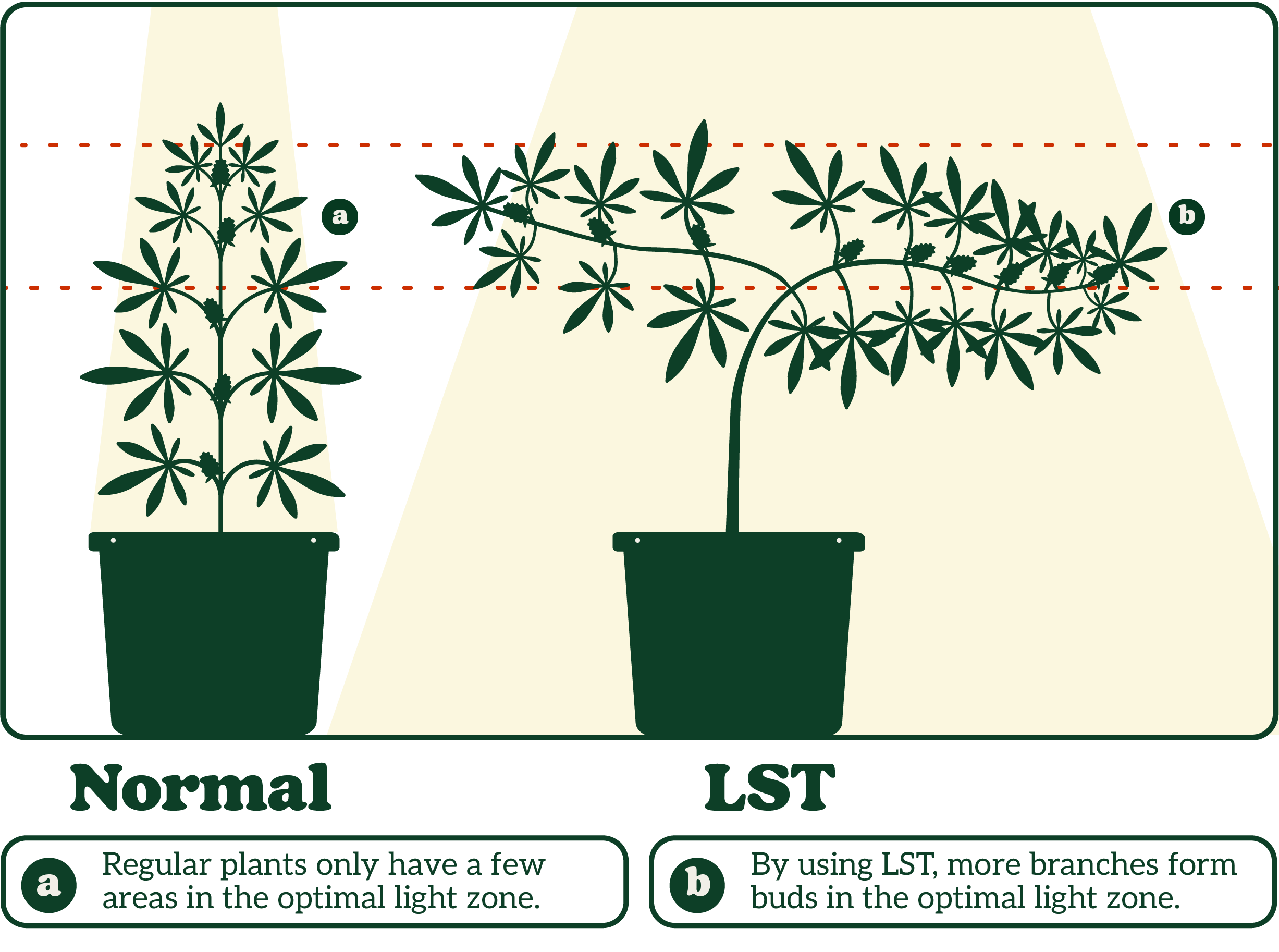 Comparison of two potted plants: a tall, upright plant labeled "Normal" and a bent, bushy plant labeled "LST" under optimal light zones.