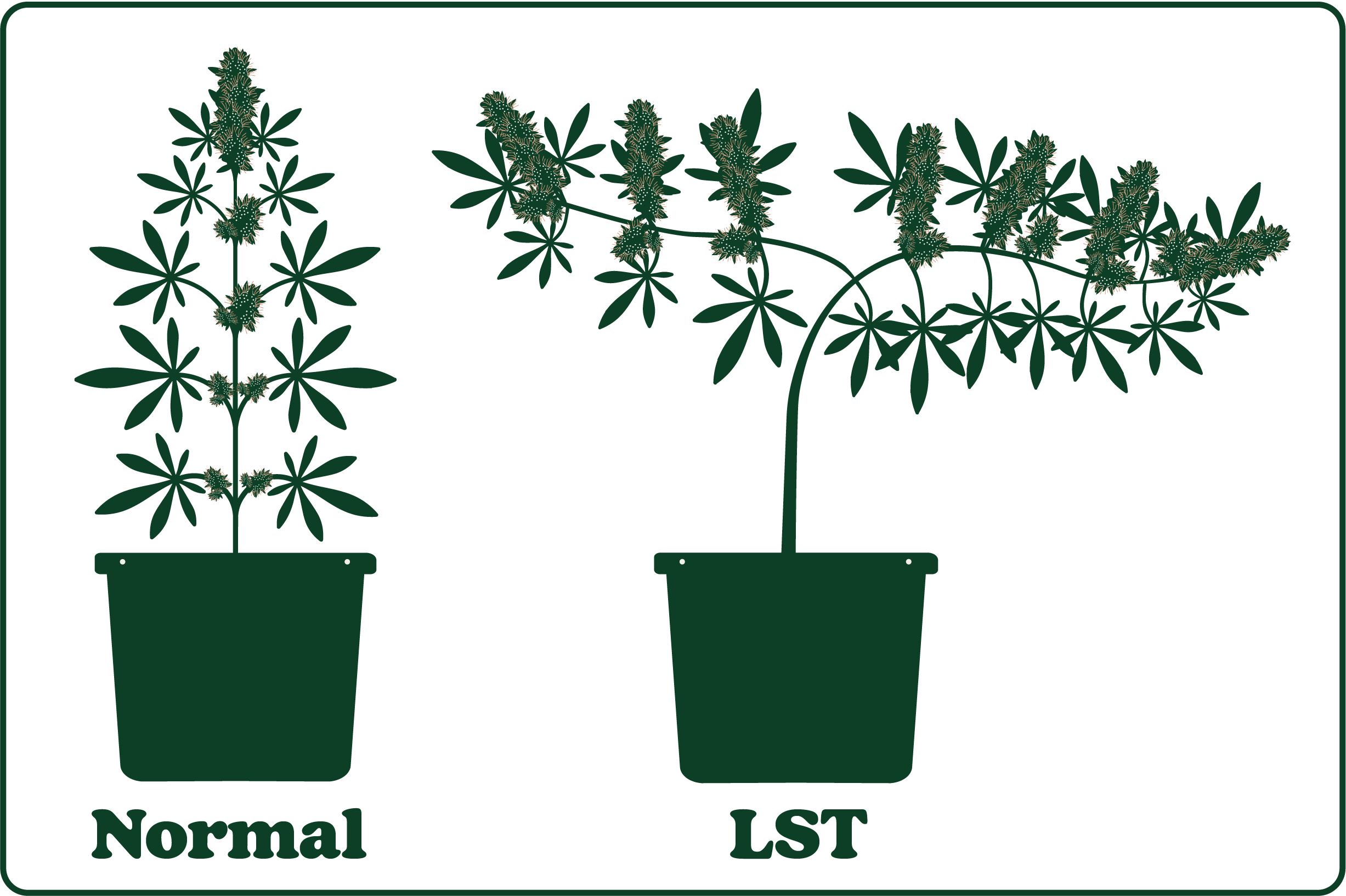 Illustration comparing two potted plants: one labeled "Normal" with upright growth, and one labeled "LST" with bent, horizontally trained branches.