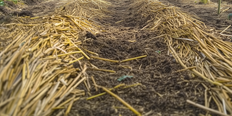 A cannabis plant with straw mulch around the base, used to conserve soil moisture and improve plant health.
