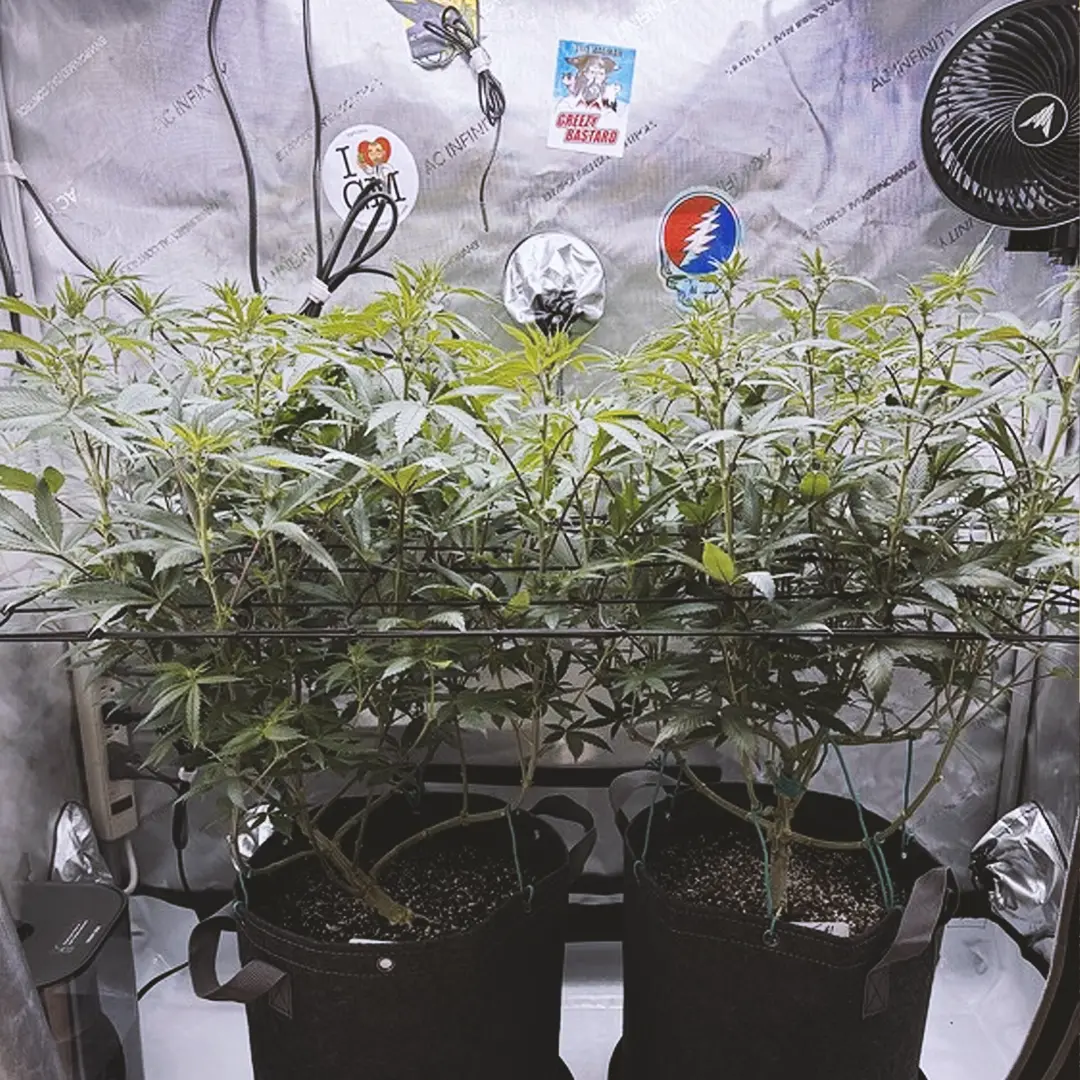 Indoor cannabis plants in fabric pots under grow lights, surrounded by reflective material and decorated with various stickers.