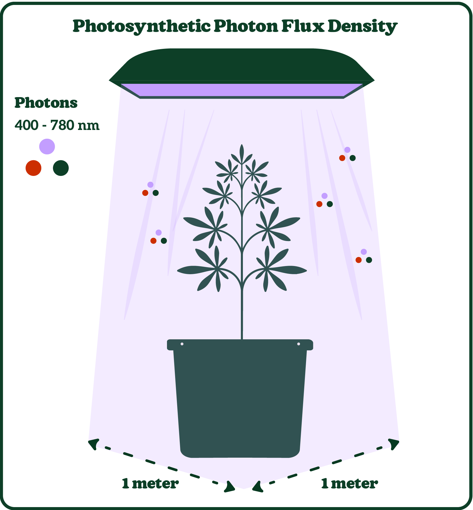 Diagram of a plant under a light source, illustrating photosynthetic photon flux density with colored photons and a 1-meter scale.