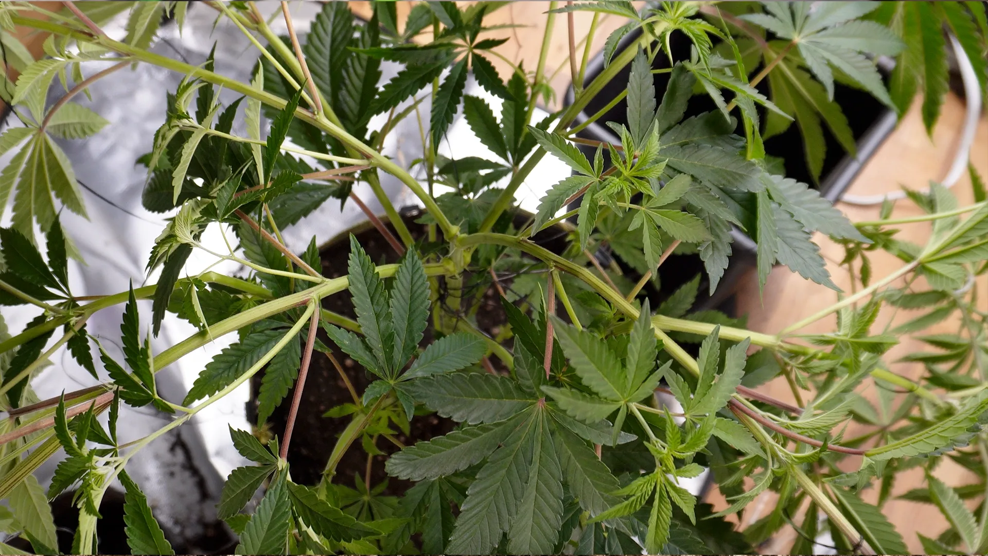 Top view of a potted cannabis plant with lush green leaves and stems, placed on a reflective surface.