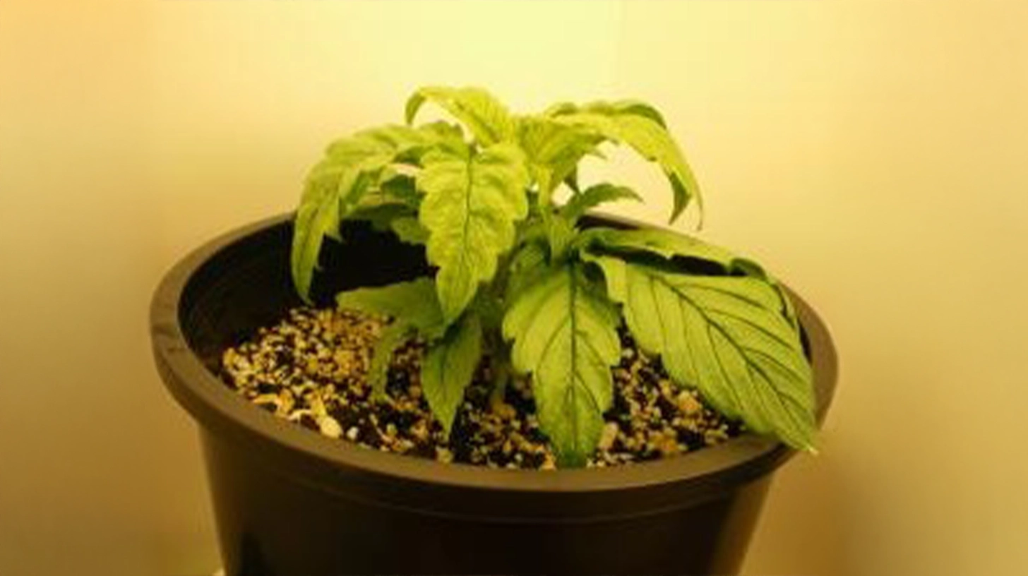 A cannabis seedling with yellowed leaves and damp soil, indicating damage from excessive watering and poor drainage.