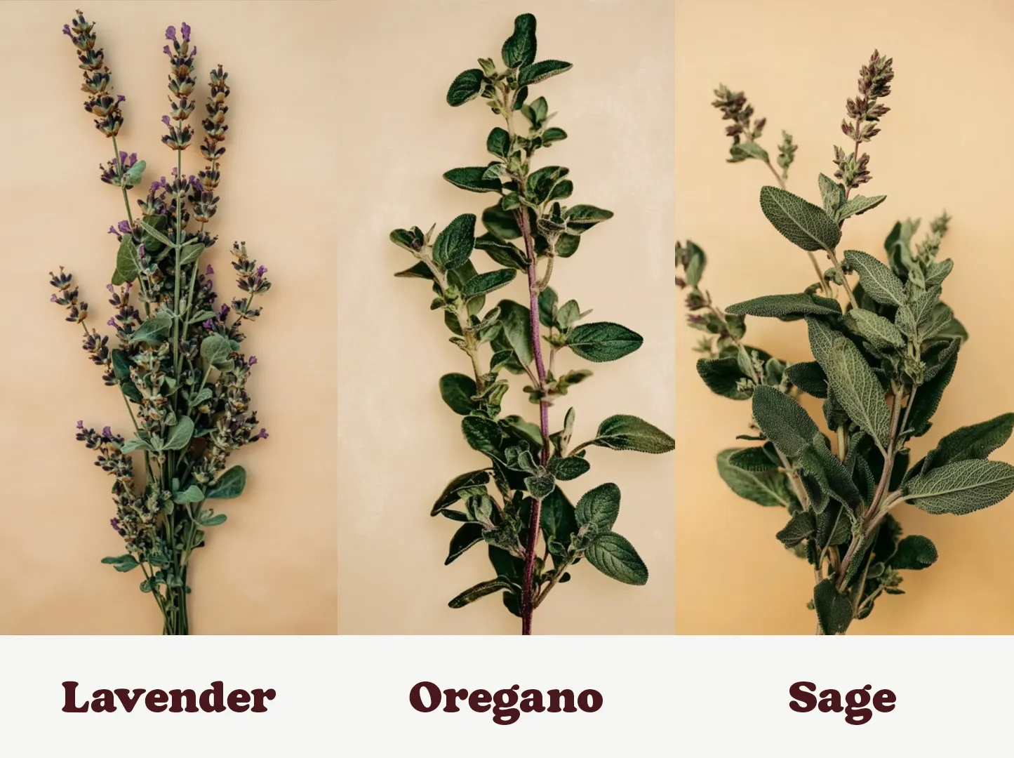 Three herbs on a beige background: lavender with purple flowers, oregano with green leaves, and sage with broad, textured leaves.