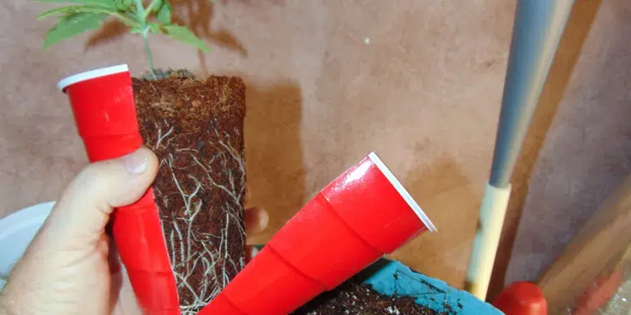 A cannabis plant in a soil block, with roots visibly sticking out, showcasing strong root growth and preparing for the next stage of its development.