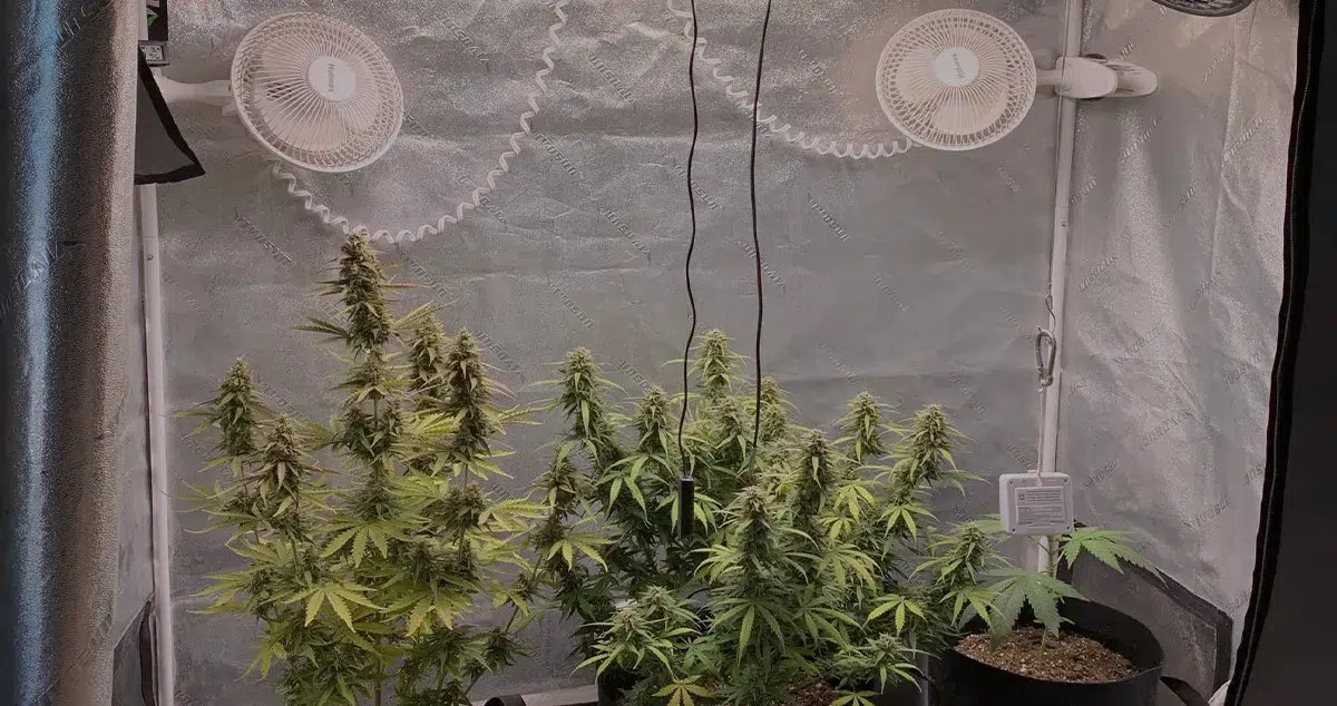 Several fans positioned in a cannabis grow tent to ensure proper airflow and ventilation, preventing excessive humidity and temperature fluctuations.