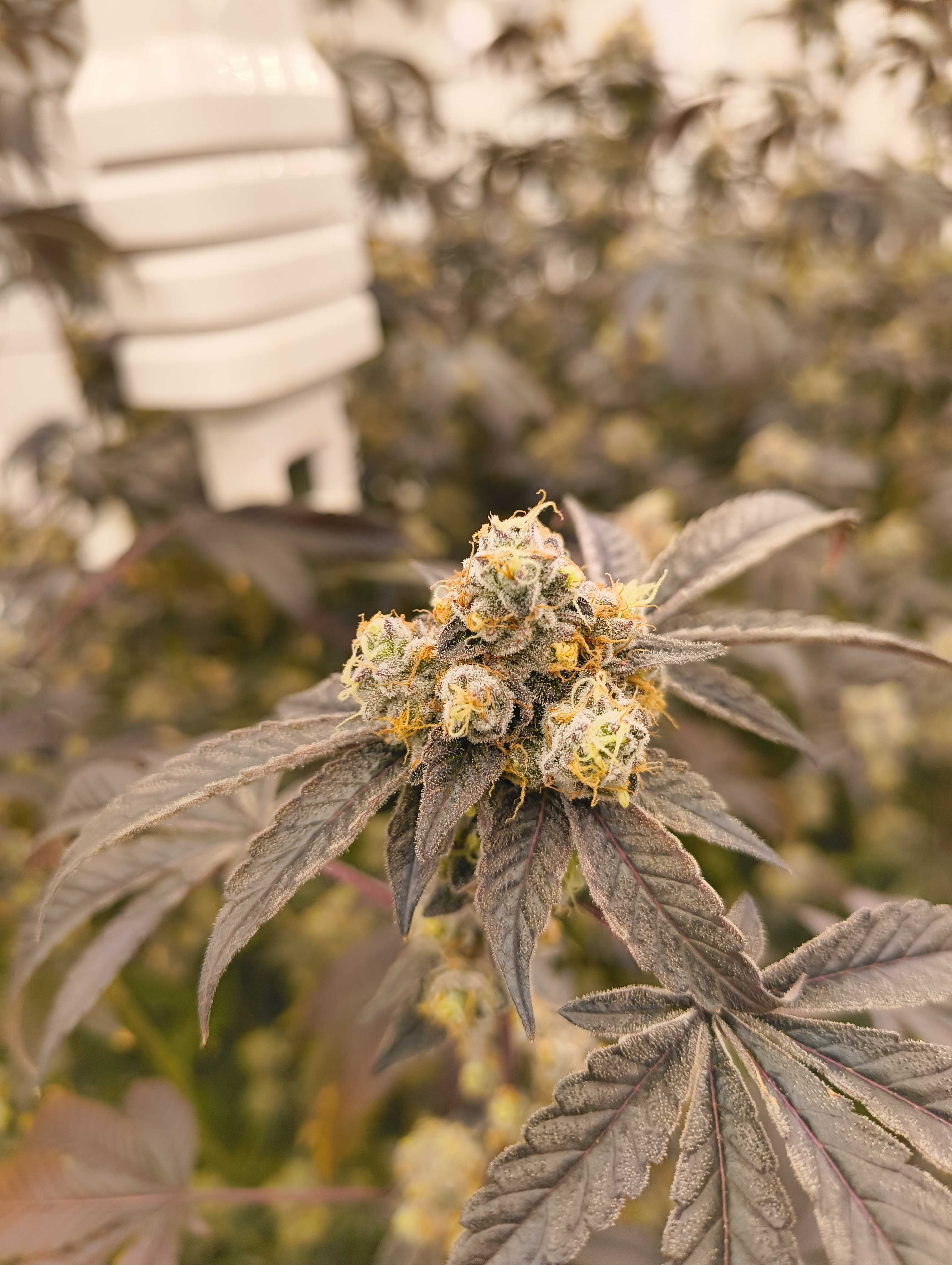 Gary Payton strain grown by Cody