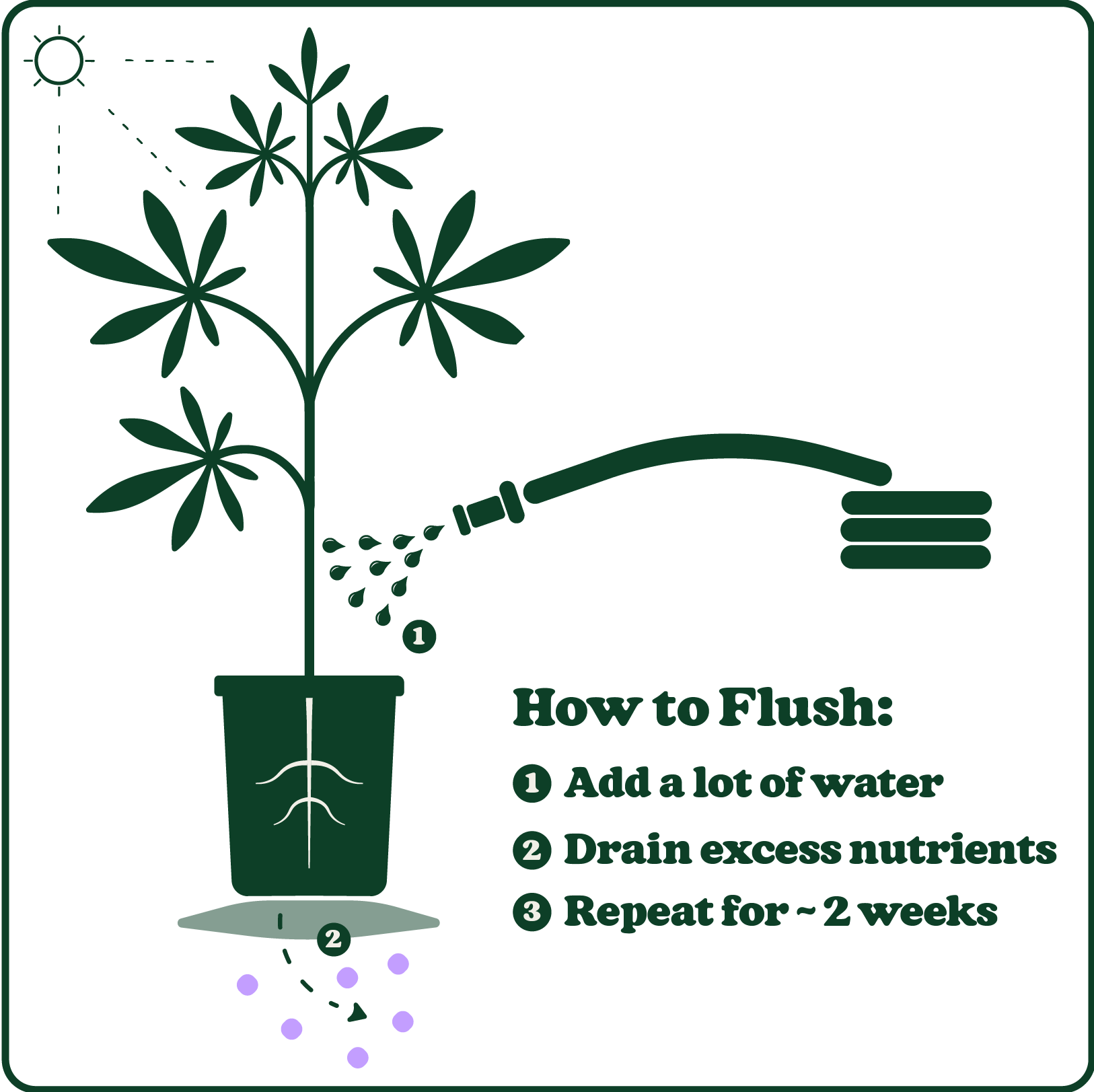 Illustration of a plant being flushed with water from a hose. Steps: 1) Add water, 2) Drain nutrients, 3) Repeat for ~2 weeks.