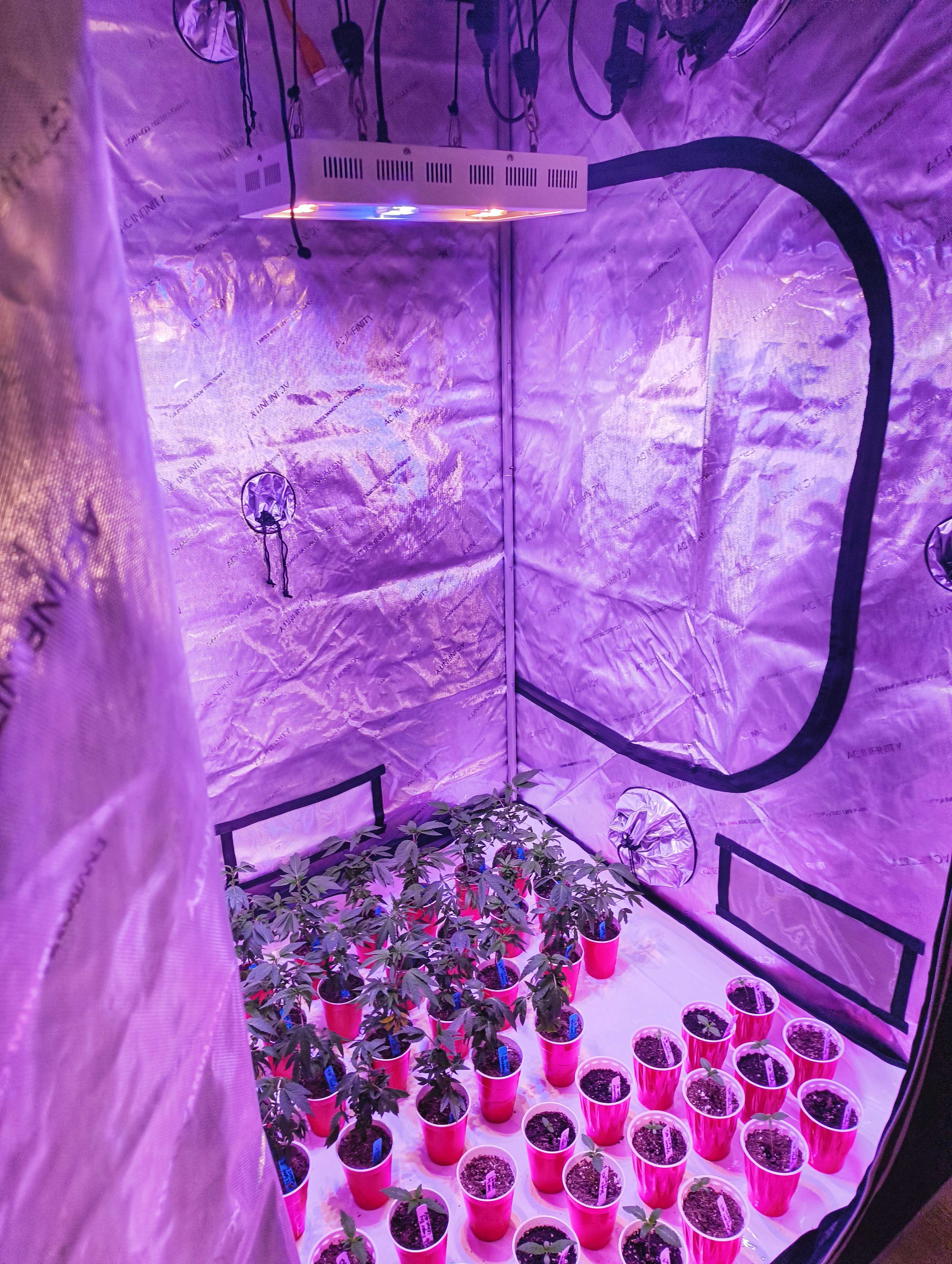 Alex and Angela's Grow