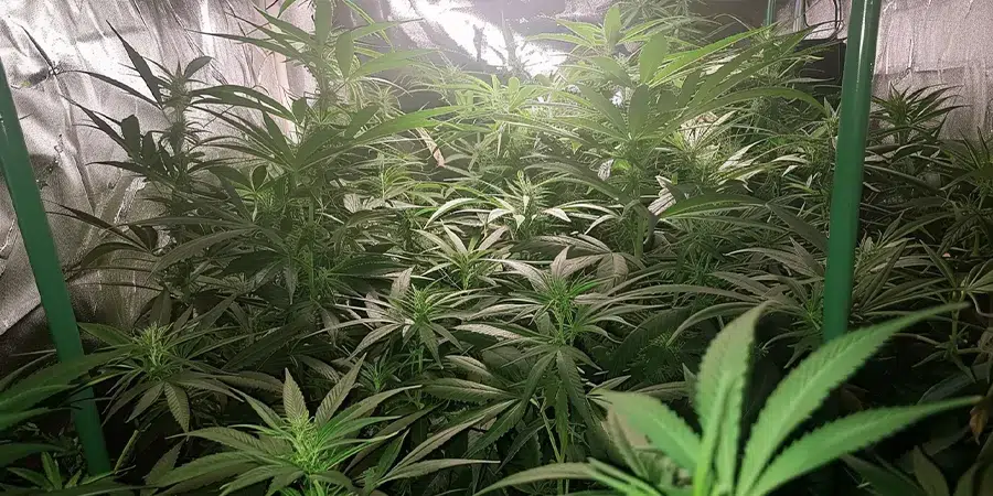 A full, lush indoor grow room packed with cannabis plants that have been left to grow to their full potential, creating a dense, thriving environment with numerous buds.