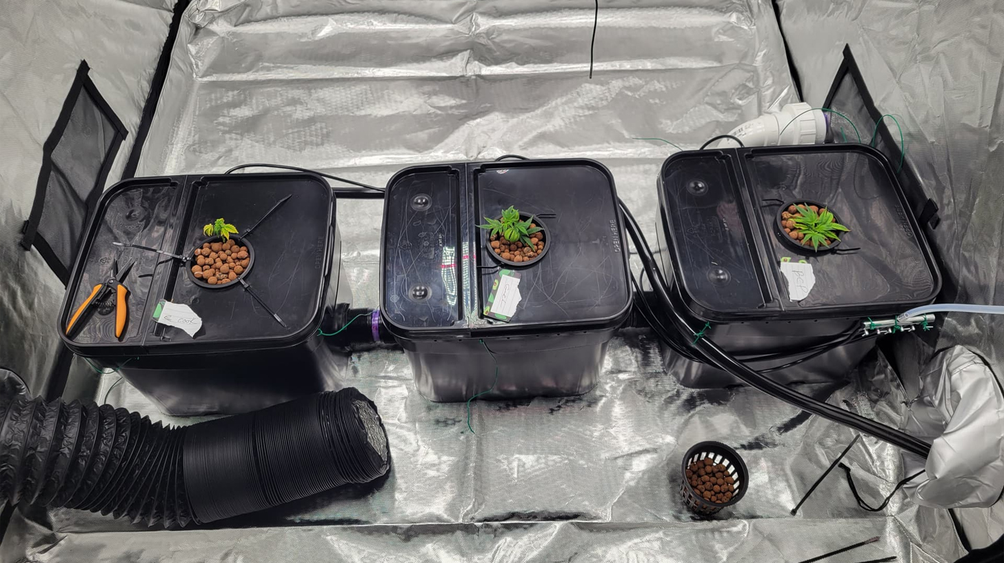 Hydroponic pots designed for growing cannabis, featuring a structure that supports the plant roots in a water-based medium, promoting faster growth and efficient nutrient uptake.